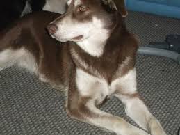 Our Malador Malamute X Labrador They Aren T For The Feint Hearted Animaux