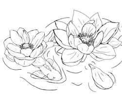 Gambar sketsa bunga dari pensil yang mudah dibuat. Mewarnai Gambar Bunga Teratai Info Lif Co Id