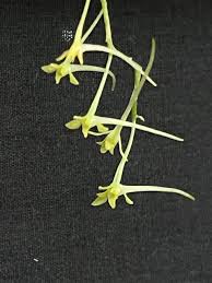 Image result for Mystacidium