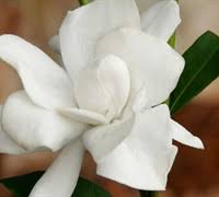 ナタネ natane) is the gym leader of eterna city's gym, known officially as the eterna gym. Jubilation Gardenia 2 5 Quart Shrub Shrubs For Summer Color Gardener Direct