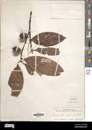 Image result for Dichilus lebeckioides