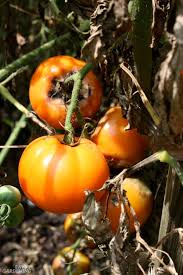 Although rats eat anything and do anything to survive, they target gardens because of their availability of fresh produce, such as tomatoes. Tomato Plant Disease How To Identify And Control Tomato Diseases
