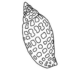 Supercoloring.com is a super fun for all ages: Top 25 Free Printable Shell Coloring Pages Online