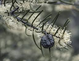 Image result for Euphorbia lissosperma