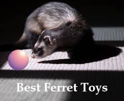 5 best ferret toys that every pet likes