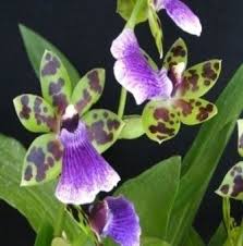 Neu Im Shop Orchideen Orchideenarten Orchideen Garten