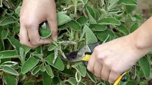 Salbei salvia nimorosa blauhügel blaublühender salbei im topf können bis zu 50cm hoch. Salbei Richtig Pflanzen Pflegen Und Ernten Tipps