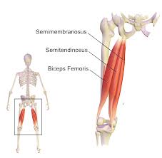 Your lower leg includes three main muscles, located behind your tibia or. Muscles Of The Hips And Thighs Human Anatomy And Physiology Lab Bsb 141