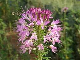 Image result for Cleome angustifolia