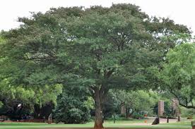 Image result for Acacia welwitschii