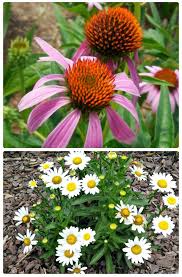 I have some growing at my house here in zone 7b, the fruit taste just like hawaiian punch to me. Hardy Perennials My Top 20 Favorites Print Shopping List Updated