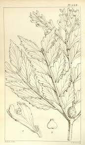 Image result for Phyllocladus