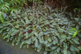 Image result for Ctenanthe marantifolia
