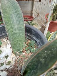 Image result for Sansevieria dawei