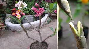 Multiple Color Plumeria Flower On One Plant How To Graft Plumeria Youtube