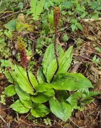 Image result for Malaxis schliebenii