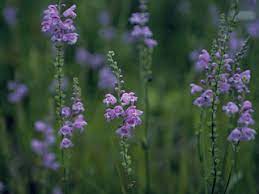 Physostegia Pulchella Beautiful False Dragon Head Native Plants Of North America