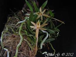 Image result for Angraecum cultriforme