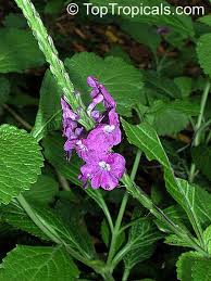 Image result for Stachytarpheta