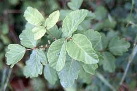 Image result for Loxodera bovonei