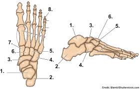Most bones of the limbs contain mainly yellow bone marrow composed for the most part of fat. Bones Of The Foot Quiz Anatomy