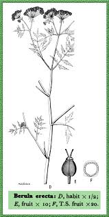 Image result for Berula erecta