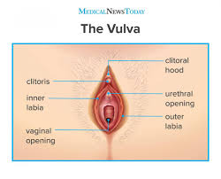 clitoral hood what it is appearance and function