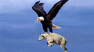 Most Deadly Eagles Attacks 2019 Golden Eagle Vs Goat Hawk Vs Rattlesnake Eagle Vs Monkey