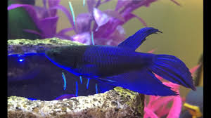 This is the fish that has been found in pet shops for years. Introducing Trinity Blue Veiltail Female Betta Youtube