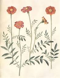 Image result for Tagetes erecta