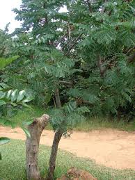 Image result for Strephonema