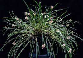 Image result for Polystachya vulcanica