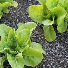 Image result for Lettuce Green 1977 Hussmann