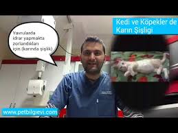 Kedi Ve Kopeklerde Karin Sisligi Neden Olur Sarkmasi Sertligi Agrisi Belirtisi Youtube