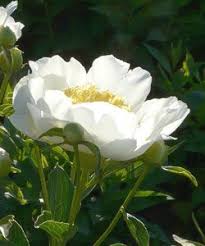 Paeonia Lactiflora Jan Van Leeuwen Edel Pfingstrose Stauden Pfingstrosen Einfach Bluhende Pfingstrosen Pfingstrosen Pflanzen Garten Pflanzen
