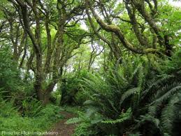Find 8,986 traveler reviews, 1,357 candid photos, and prices for 79 hotels near patrick's point state park in trinidad, ca. Patrick S Point State Park Campground In Trinidad California Kid Friendly Hotel Reviews Trekaroo