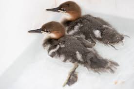 We did not find results for: Darling Ducks A Precious Pair Of Scaly Sided Mergansers Have Hatched
