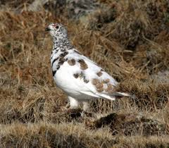 The snowpack is a flat trend in that same. Ptarmigan In Colorado Have Varied Reproduction Not Likely Linked To Warming Trends