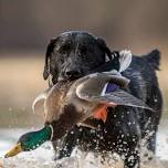 Ducks Unlimited: Stone County Dinner - Wiggins