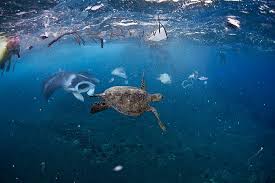 Download hd ocean wallpapers best collection. Hd Wallpaper Ocean Background For Computer Water Sea Underwater Animal Themes Wallpaper Flare