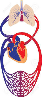 Circulatory system diagrams are visual representations of the circulatory system, also referred to as the pulmonary circulation: Schematic Representation Of The Human Circulatory System Royalty Free Cliparts Vectors And Stock Illustration Image 16255884