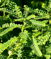 Image result for Phyllanthus glaucophyllus