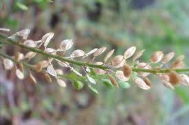 Image result for Lepidium bonariense
