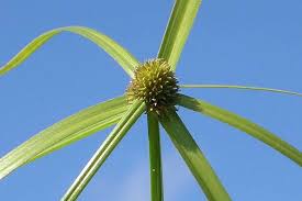 Image result for Cyperus nduru