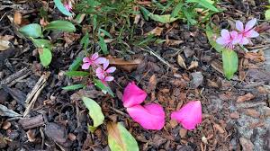 Maybe you would like to learn more about one of these? Do You Mulch Before Or After Planting Flowers Eco Family Life