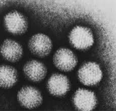 Adenovirus epidemic keratoconjunctivitis trufanov s.v., malozhen s.a., krakhmaleva d.a., pivin e.a. Achoo Is Adenovirus Making You Sick This Winter Science In The News