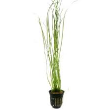 Image result for Vallisneria