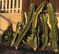 Methodically cut a pad, setting it to the side safely, and continue. How To Easily Root And Propagate A Cactus Step By Step Succulent Plant Care