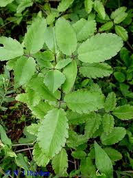 Image result for Kalanchoe pinnata