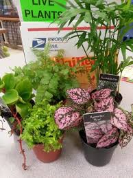 Pin By Tiffany Bromley Stewart On Building Stuff All Fairy Garden Plants Fairy Garden Plants